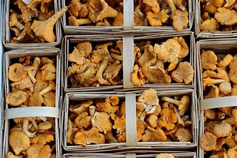 How To Find Chanterelle Mushrooms And Cook With Them Plantsnap