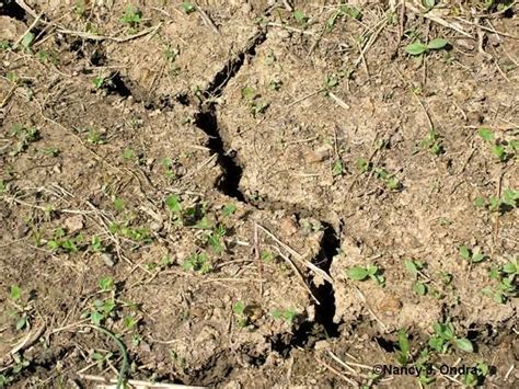 If you have problems with new grass dying, it could be from a lack of nutrients in the soil. Why You Should Convert to a Buffalo Grass Lawn | Intentional Living