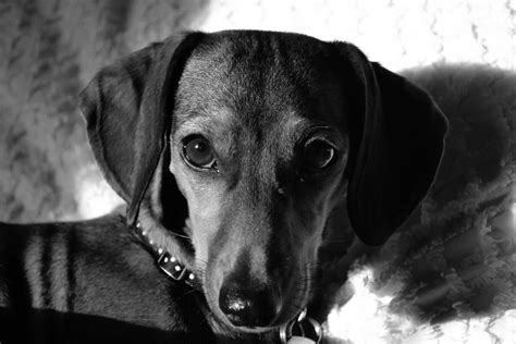 Dachshund Nola Black And White Sunday