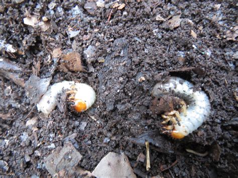 Grubs In My Compost Crazy About Compost