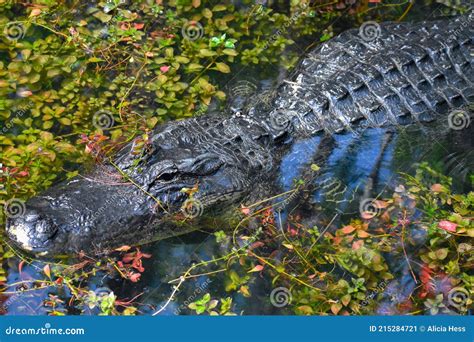 Alligator Swimming In A Swamp Stock Image Image Of Mississippiensis