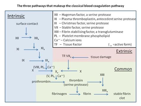 Coagulation Theory And Clotting A Level Biology Revision