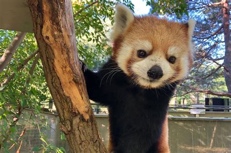 Canadian Zoos Are In Fierce Competition To Post The Cutest Animal