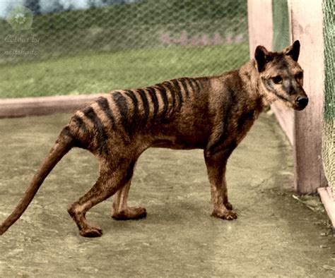Tasmanian Tiger Extinct Animals Thylacine Tasmanian Tiger