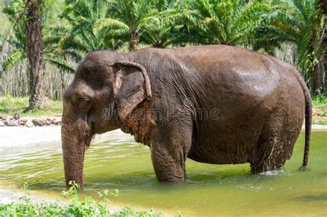 Indian Elephants In Natural Habitat Wild Elephant In Water Wildlife