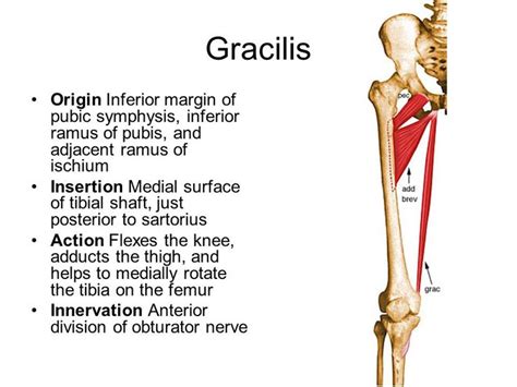 Gracilis Origin And Insertion Google Search Muscle Origins And