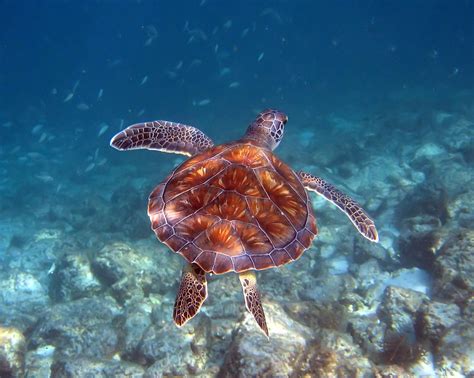 Green Sea Turtle Destin Florida A Photo On Flickriver