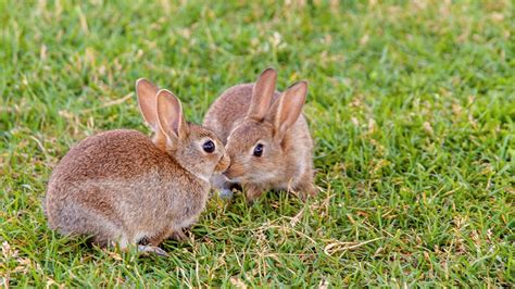 Mites And Your Rabbit Dealing With Pet Parasites Vets4pets