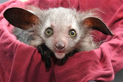 Check out brilliant (and get 20% off). Aye-Aye Aye! | Mascotas