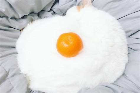 I hope this helps you find the perfect name for your cat! Fluffy white cat with an orange on its back sparks the ...