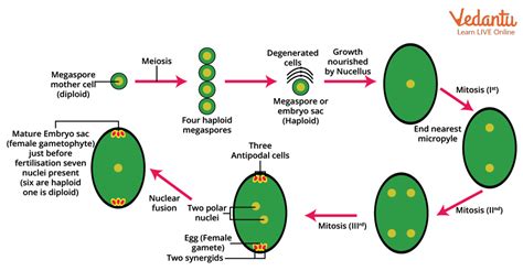 Megasporogenesis Introduction Structure Process And Faqs