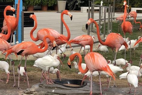 All About Flamingos Amazing Facts Of The Sassy Water Birds