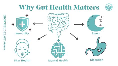 Gut Health The Complete Guide To A Healthy Gut → Awaecnan