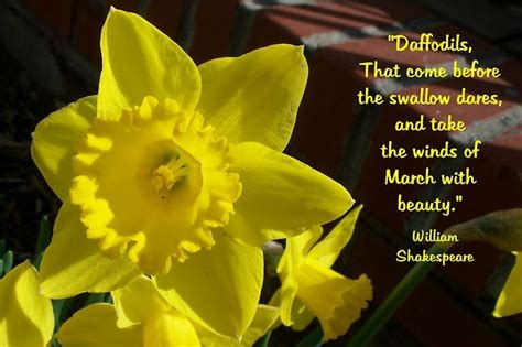 Collection 37 Daffodil Quotes 2 And Sayings With Images In 2021