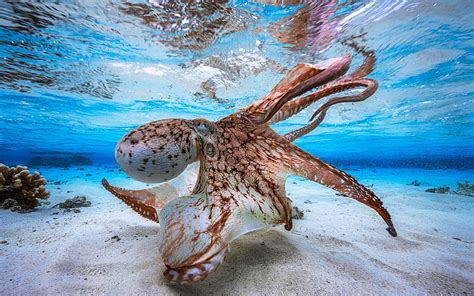Octopus Underwater World Bottom Sand Blue Water Sea Animals