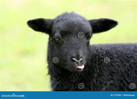 Black Baby Sheep Stock Photo Image 127620