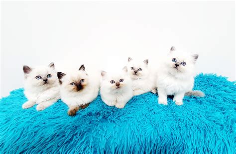Ragdoll Kittens Petsforhomes