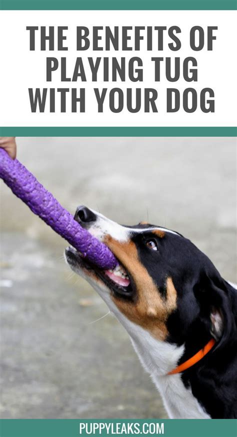 A Dog Holding A Toy In Its Mouth With The Words The Benefits Of