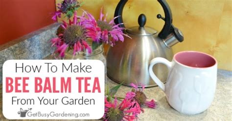 Learn how to attract bees to your garden with our guide. How To Make Bee Balm Tea From Your Garden - Get Busy Gardening