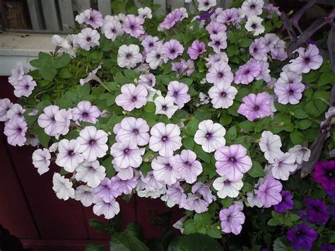 Pansies are a real treat for springtime gardens. "Little light purple flowers" by James Gibbs | Redbubble
