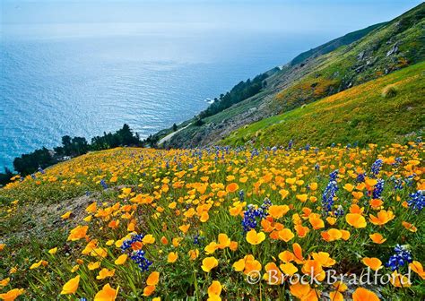 Big Sur Poppies Carpet California United States Nature Photography
