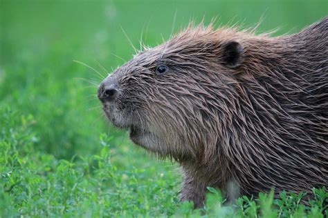 Biber Foto And Bild Natur Tiere Wildlife Bilder Auf Fotocommunity