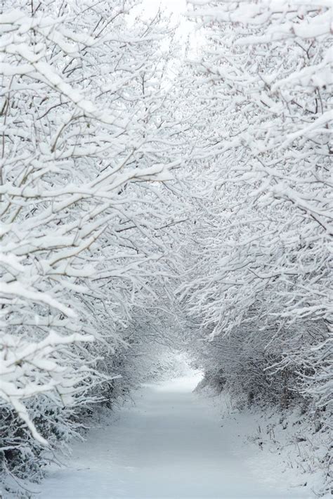 Tunnel In The Trees Winter Szenen Winter Love Winter Magic Winter