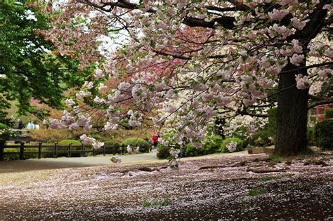 日本樱花前线 2017日本赏樱时间和地点全攻略！！特别全！！ 知乎