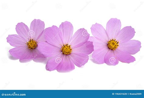 Pink Cosmos Flower Isolated Stock Photo Image Of Decoration Colorful