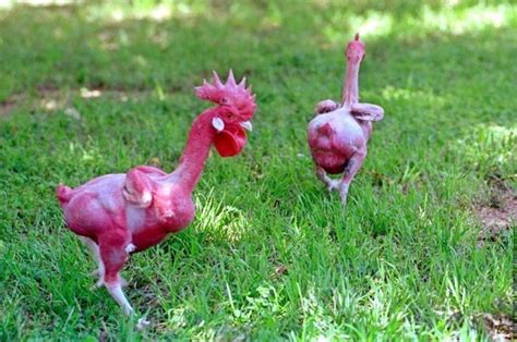 Suaraayam #pecintabinatang #duniabinatang kumpulan suara ayam jago berkokok dipagi hari seekor ayam jantan, juga. Paling Bagus 22+ Gambar Ayam Lucu Editan - Sugriwa Gambar