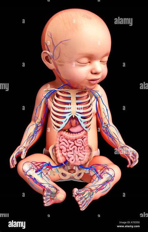 Illustration Of A Babys Anatomy Stock Photo Alamy