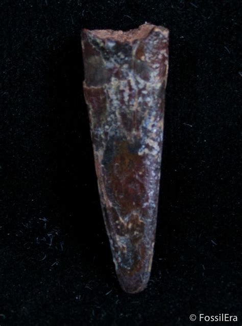 9 Inch Pterosaur Tooth Tegana Formation 2973 For Sale