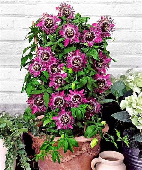 Use a starter fertilizer at planting time such. 12 Best Climbing Flowers for Pergolas and Trellises ...