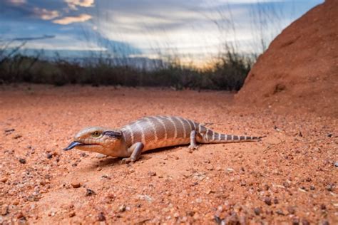 Blue Tongued Skink Facts Info And Care Guide With Pictures