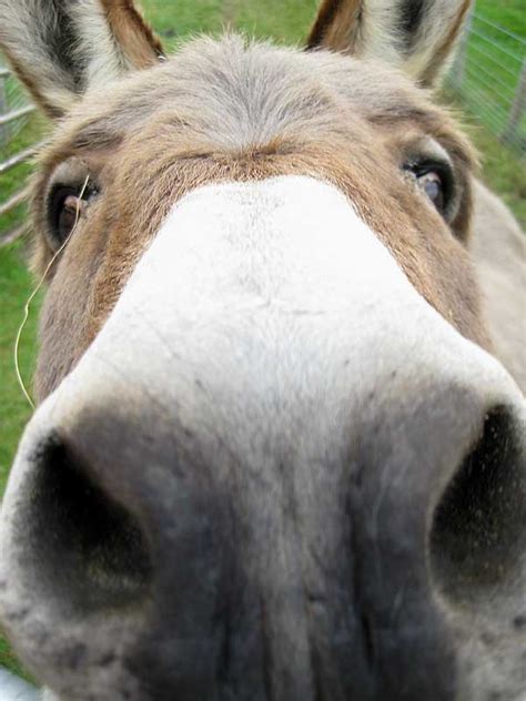 Donkey Nose Geraldine Checks Out My Camera Rick Scully Flickr