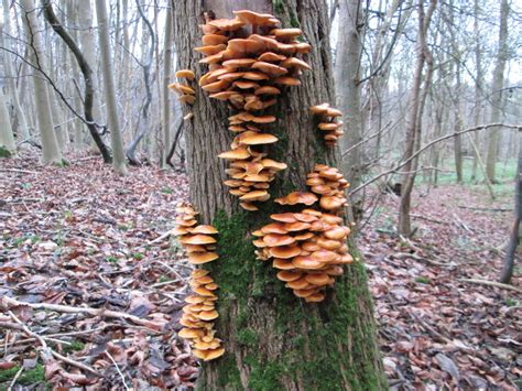 Mushrooms Growing On A Tree In Coneybank © Peter S Geograph