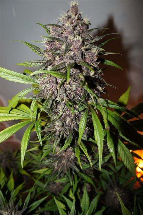 Fast Buds Lsd 25 Auto Feminised Seeds Natural Selection Leeds