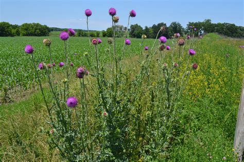 Bull Thistle Is A Broadleaf Weed With Pointy Needles On The Leaves