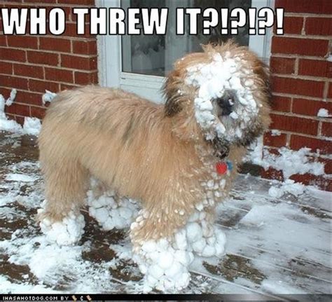 Funny Winter Pictures 1 Dump A Day