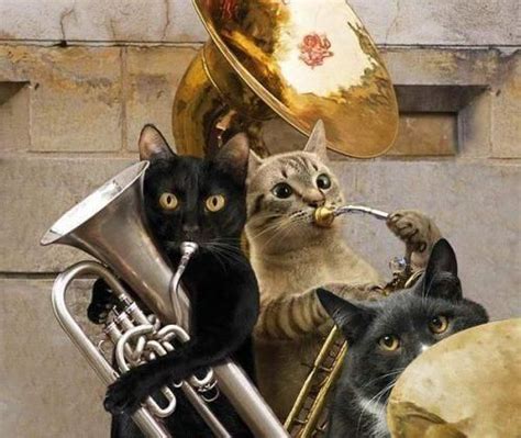 Cat5 band a group of professional musicians that have come together with a common purpose to group 5 entertainment inc. 82 best Music and animals images on Pinterest | Adorable ...