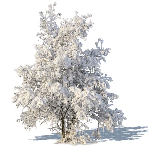 Winter Tree With A Big Snowy Crown Cut Out Trees And