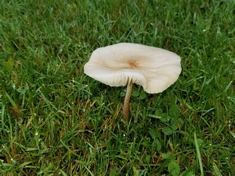 Mushrooms Grow Overnight in Your Yard