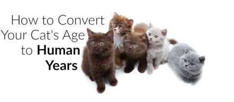 And by the time it reaches two calendar. How to Convert Cat Years into Human Years