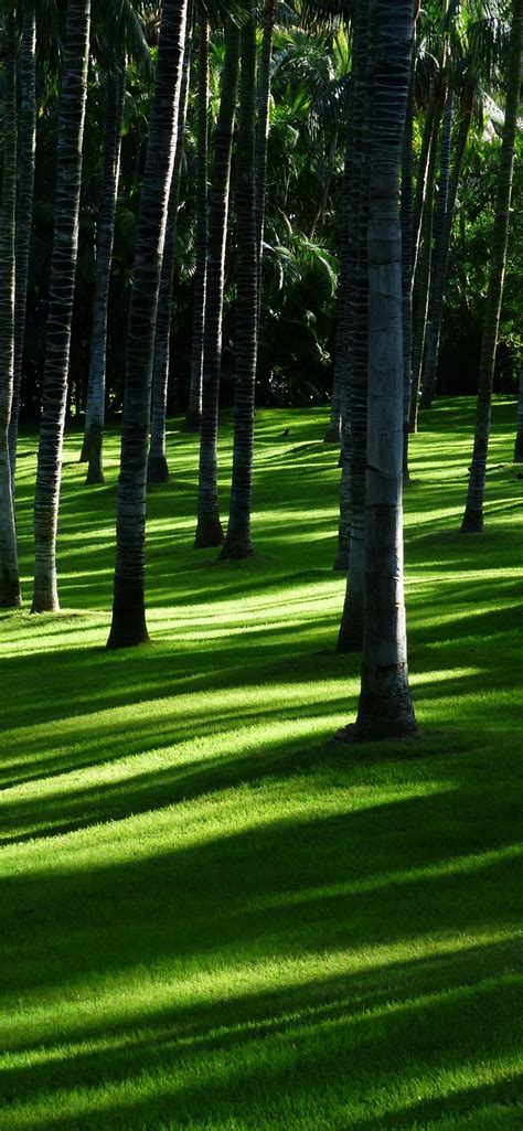 Green Grass Wallpaper 4k Trees Woods Daylight Forest Landscape