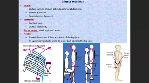 Gluteal Region Ppt Youtube