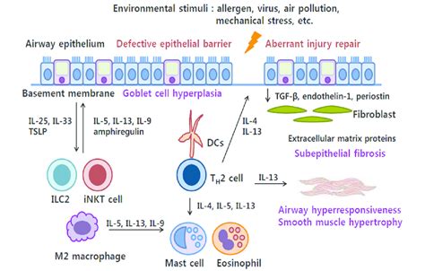 Asthma Airway Inflammation