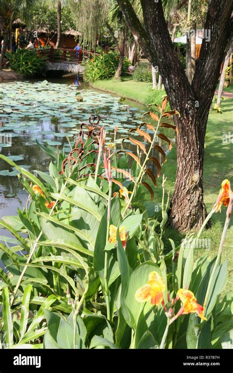 garden with attractive lily pond mekong rest stop trạm dừng mekong châu thành tiền giang