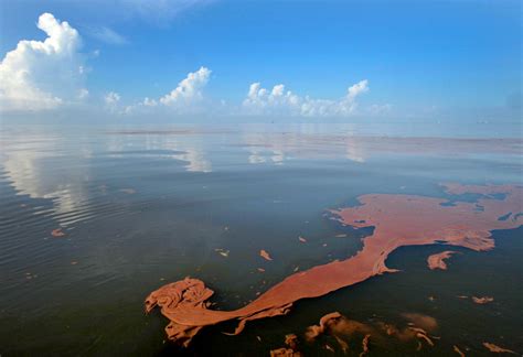 The Deepwater Horizon Spill May Have Caused ‘irreversible Damage To