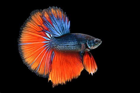 Betta Siamese Fighting Fish Underwater Tropical Psychedelic Wallpaper