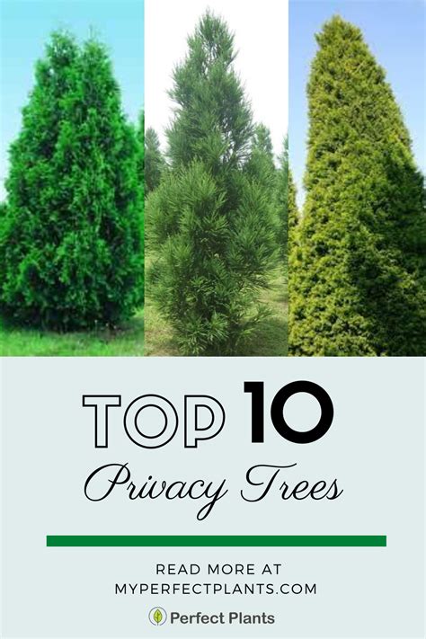 Top 10 Privacy Trees For Your Yard Fast Growing Trees Perfect Plants
